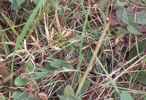 BIOL 201 - Ecology "Grasshopper Population Estimates" lab. Pygmy grasshopper - Tetrigidae