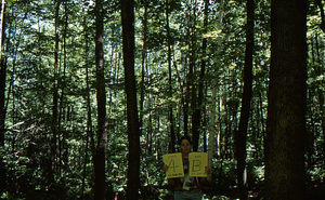 Birch Strips - White Birch Regeneration Study - White Birch Study Area. Strip Treatment Plot 4B. Landscape orientation.