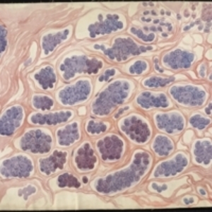 Teaching watercolor of tissue at the cellular microscopic level