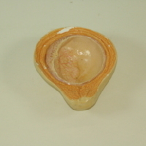 Replica of Dickinson-Belskie uterus model, 1945-2007