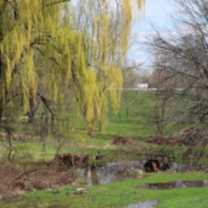 Weeping Willow