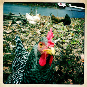 Hens on Moon Hill