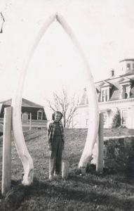 Whale jaw bone