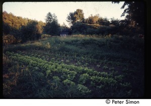 Planted fields, Tree Frog Farm Commune