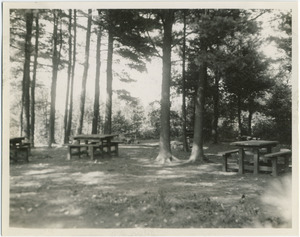 Picnic tables in the woods, Harold Parker State Forest