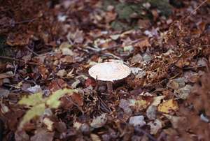 Fly amanita mushroom (Amanita muscaria).