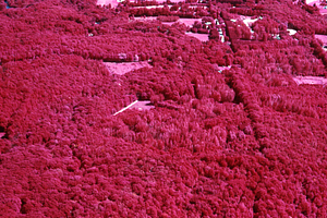 Aerial false color IR image of eastern portion of the Hopkins Memorial Forest area at Northwest Hill Road open field. False Color Infrared/True Color Project.