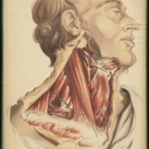Teaching watercolor of the muscles and blood vessels of the neck and jaw