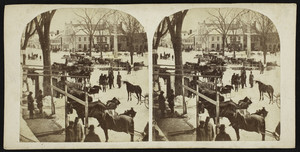 Stereograph of a street with groups of people and horses, Greenfield, Mass., undated