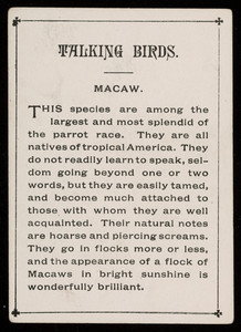 Talking birds, macaw, location unknown, undated