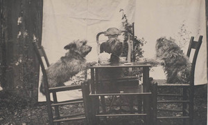 Three dogs at tea in garden