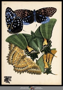 Papillons. Plate 6