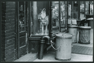 dog in New York City storefront