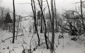 Birch stand in the snow, Warwick woods