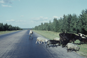Livestock on a road