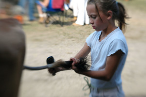 Franklin County Fair: Girl combing the tail of her cow