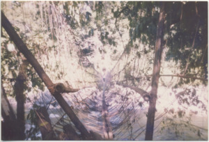 A photograph of a bridge made of vines and bamboo in Japhwi Delta, Kachin State (Burma), 1999