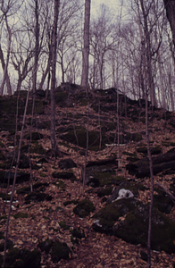 Sugar maple (Acer saccharum) saplings in old-age northern hardwoods in Beinecke Stand.