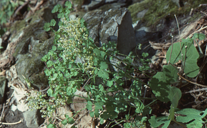 Early meadow-rue in Beinecke Stand.