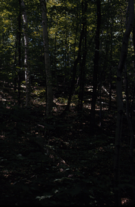Paper birch (Betula papyrifera) replacement of American chestnut (Castanea dentata) west of Hopkins' pasture.