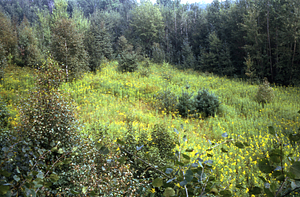 White pine (Pinus strobus) invasion of Primmer strawberry field in Moon Lot / Primmer Farm.