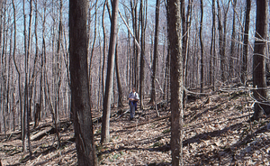 Jody Knight (Class of 1998) near stone wall in Permanent Plot 12-25 working on spring ephemeral recolonization senior thesis.