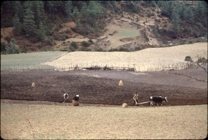 Plowing fields, Junbesi