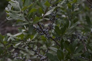 Unidentified shrub heavy with berries, Wellfleet Bay Wildlife Sanctuary