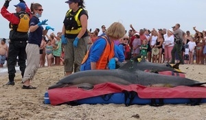 International Fund for Animal Welfare volunteers care for stranded dolphins lying on cushions near the water, with crowd looking on