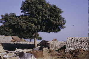 Oxen, cows and piles of cow dung