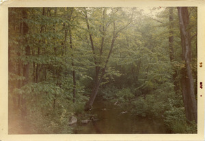 Devil's Brook along the Massapoag Trail