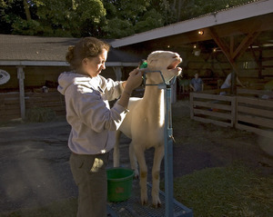 Franklin County Fair: girl combing her sheep