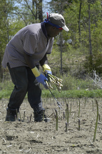 Hibbard Farm: worker gathering asparagus in the field