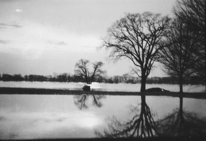 Trees reflected on a floodplain