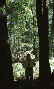Birch Strips - White Birch Regeneration Study - White Birch Study Area. Strip Treatment Plot 3.5A. Portrait orientation.