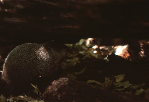 Woodchuck under fallen red oak in the Farm Forestry Unit.