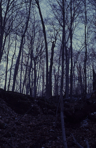 Beech (Fagus grandifolia) in southwest corner of the Beinecke Stand.