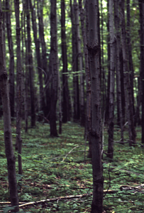 Red maple stand invading old pasture north of Carriage Road.