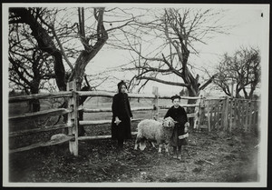 Carman's pet lamb, York, Maine