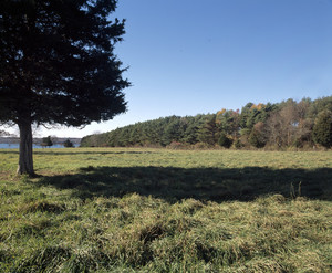 Evergreen hedgerow, Watson Farm, Jamestown, R.I.