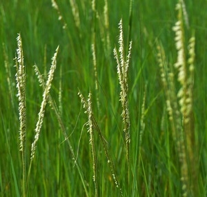 Smooth cord-grass in flower, Wellfleet Bay Wildlife Sanctuary
