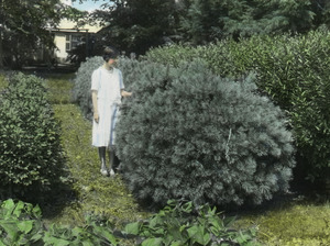 White pine and Euonymus hedges (woman among hedges)