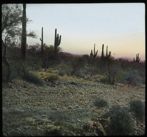 Desert scene at dusk with saguaro