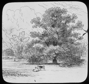 Horse chestnut from Gilpin's "Forest Scenery" (field with trees and cows)