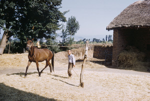 Horse threshing grain in Ohrid