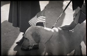 Greeting the Iran hostages at Highland Falls, N.Y.: yellow Labrador retriever with American flag