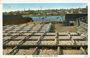 Drying fish, Gloucester, Mass.