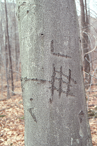 Surveyor's marks on beech tree.