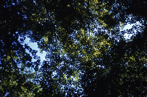Canopy of mature sugar maple (Acer saccharum) in sugarbush above Carriage Road Trail.