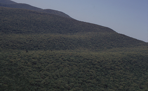 Aerial oblique view Middle and South Branches Birch Brook watershed ridges on 28 May 1972 in the Hopkins Forest.